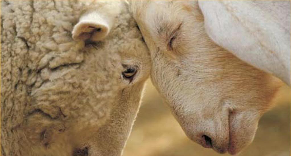 Rams